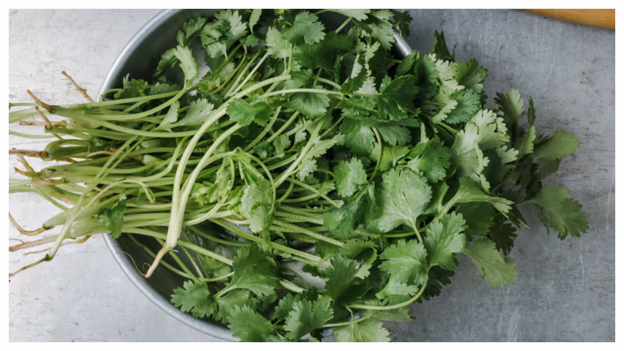 coriander leaves