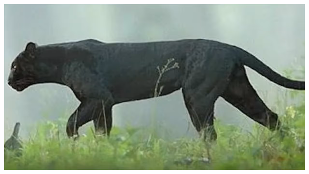 Black Panther Black Panther