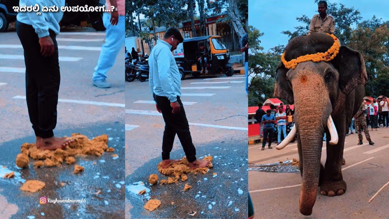 Mysuru Dasara elephant Dung