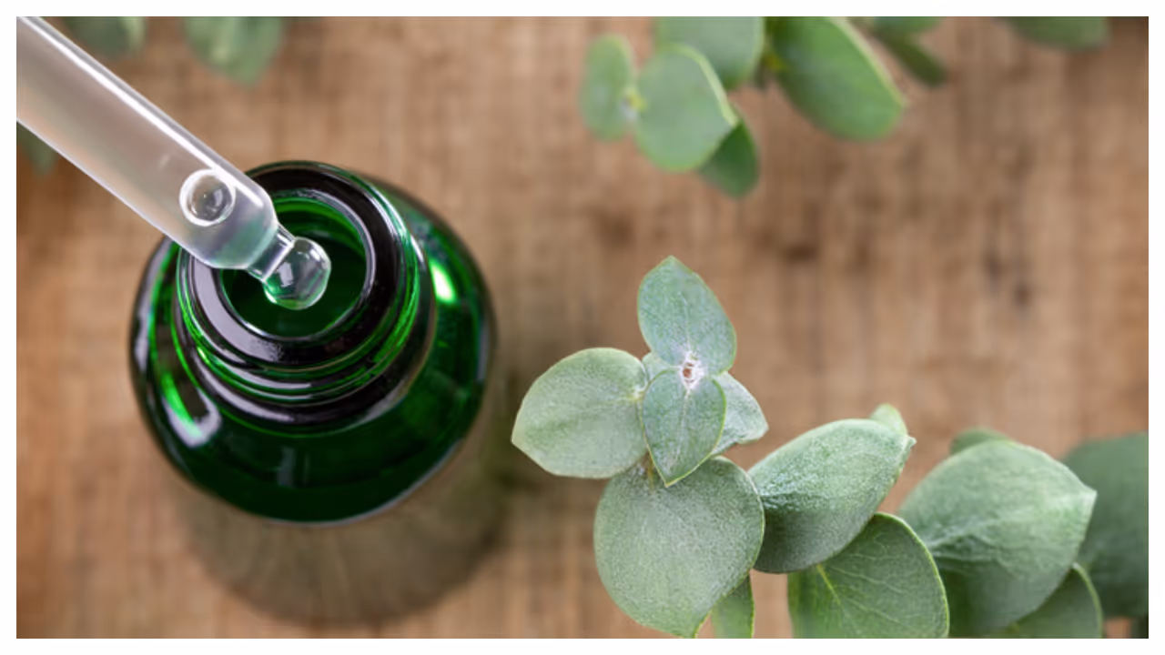 eucalyptus oil eucalyptus oil