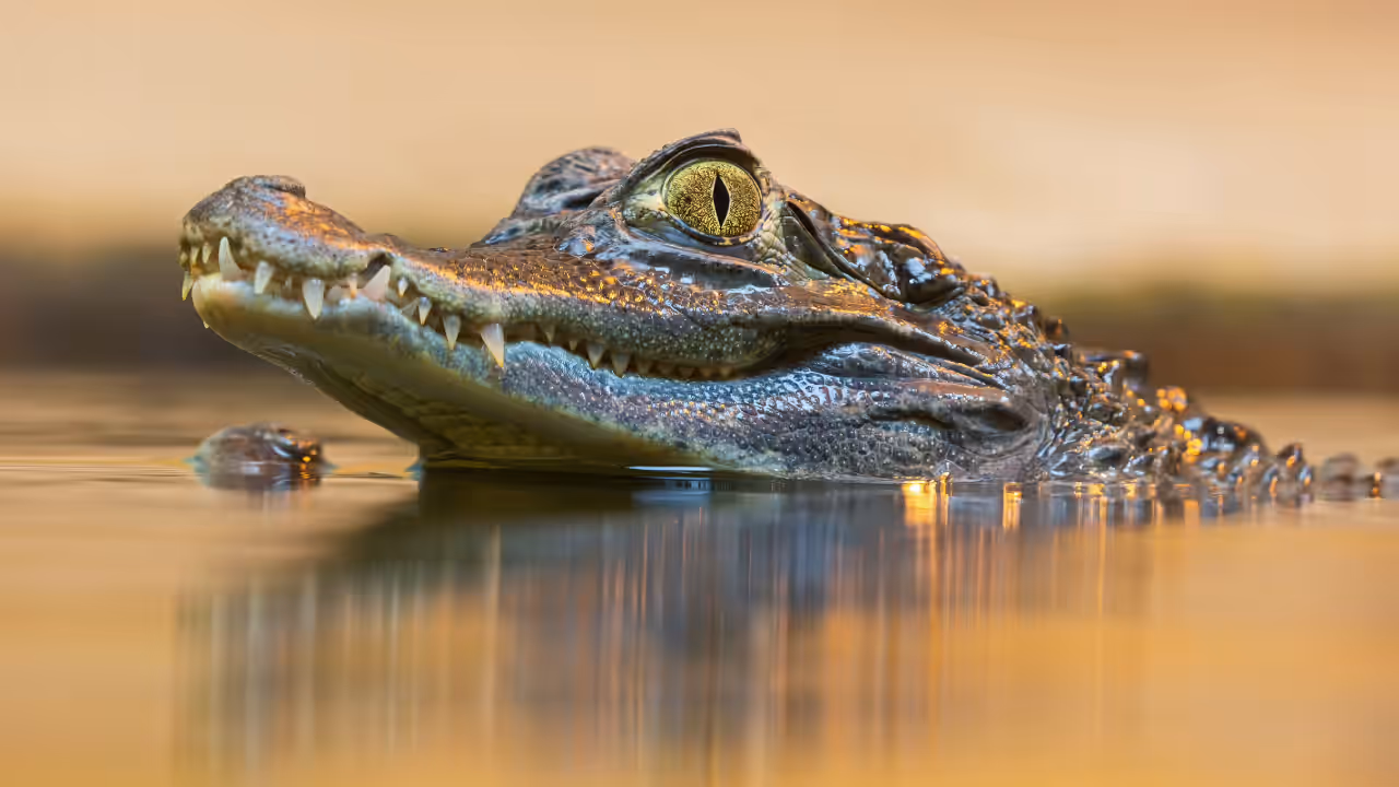 Crocodile