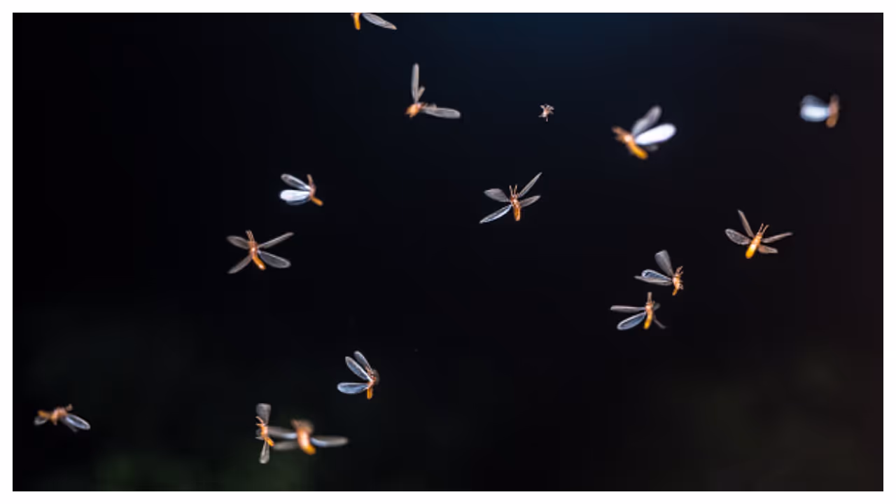 light flies light flies