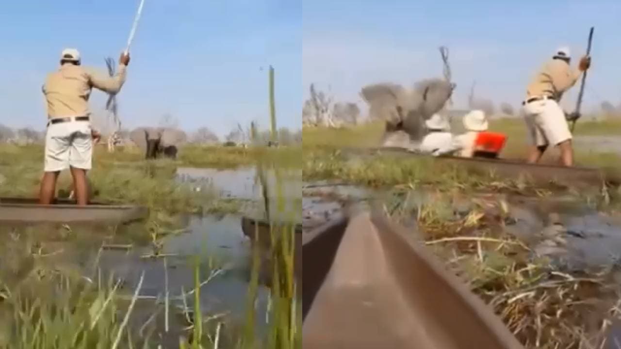 elephant charges at tourists