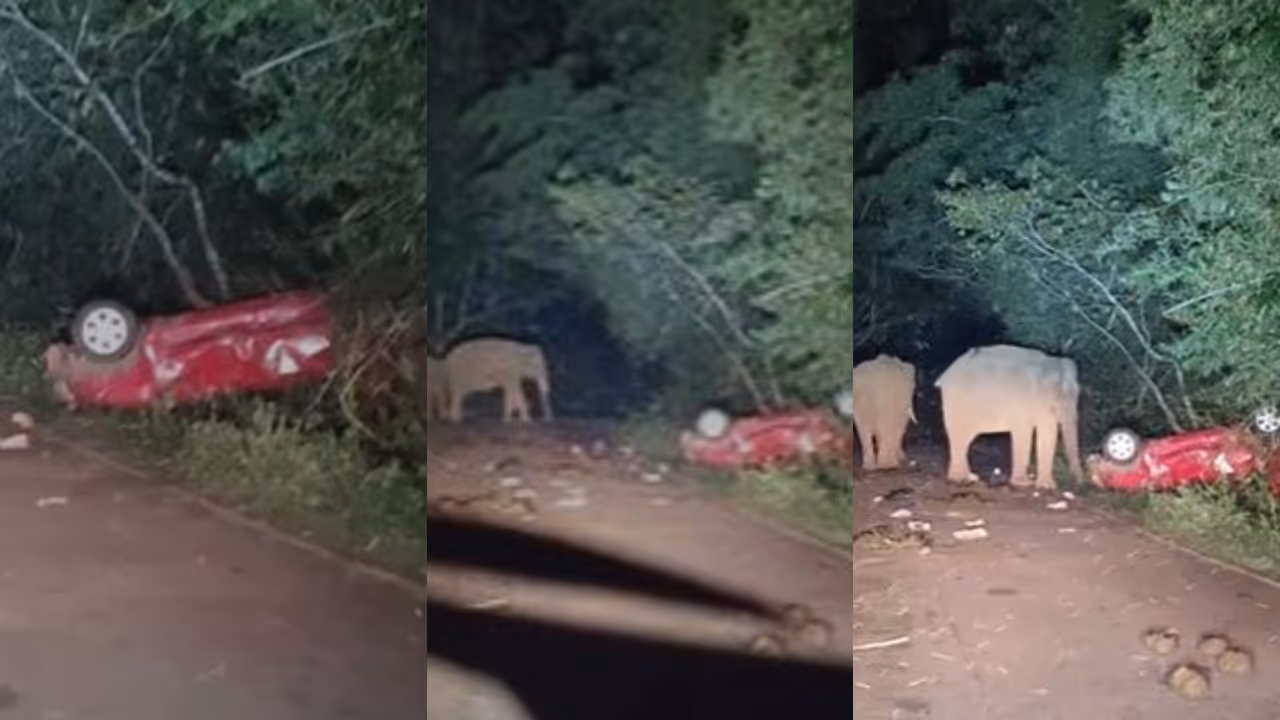 Wild elephant attack Wild elephant attack