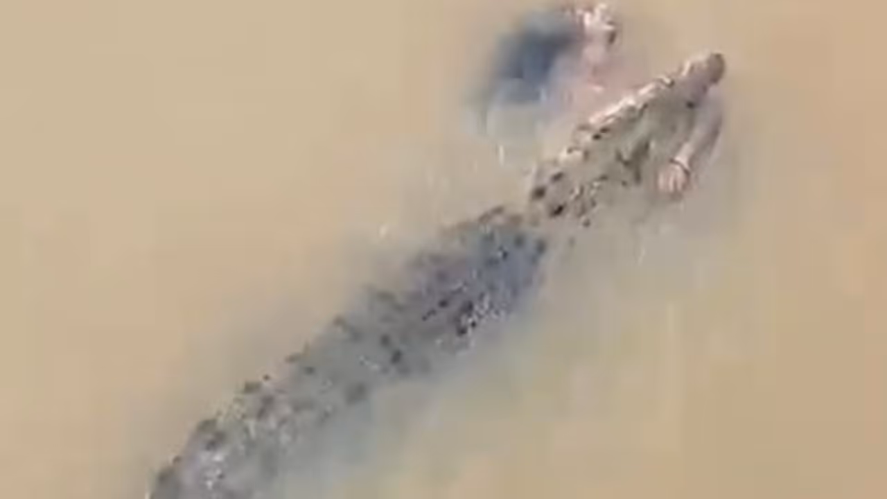  crocodile attack in Odisha