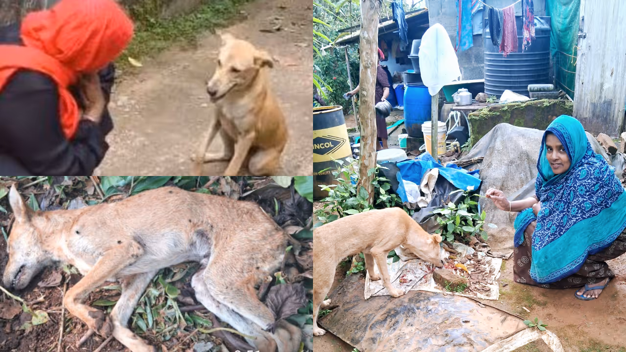viral dog from wayanad poisoned to death viral dog from wayanad poisoned to death