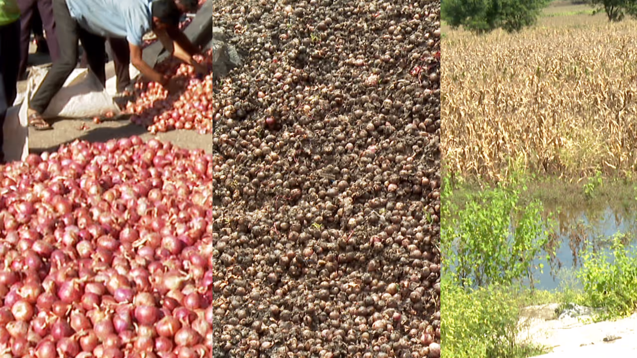 Onion Price Onion Price