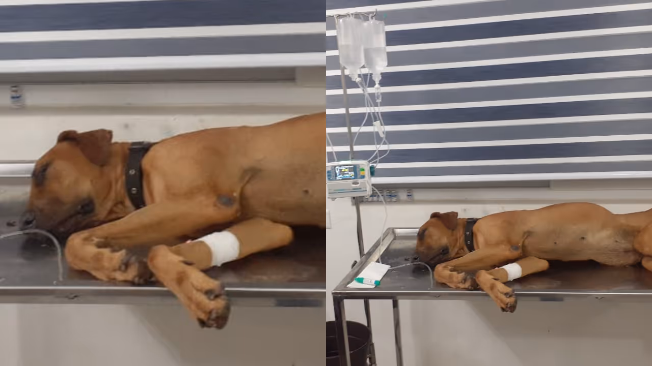 pet dog rocky pet dog rocky