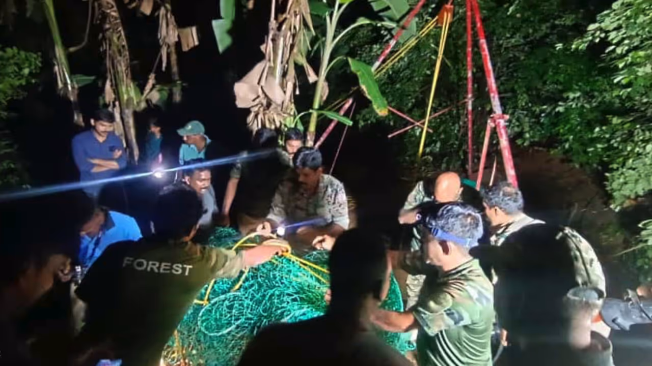 leopard rescue leopard rescue