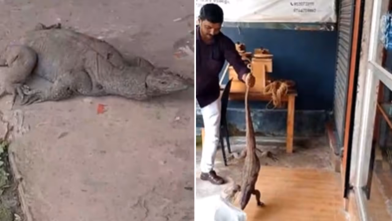 Monitor Lizard Monitor Lizard