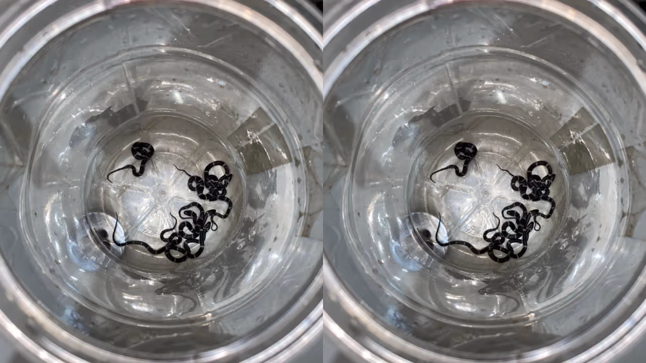 baby snake baby snake