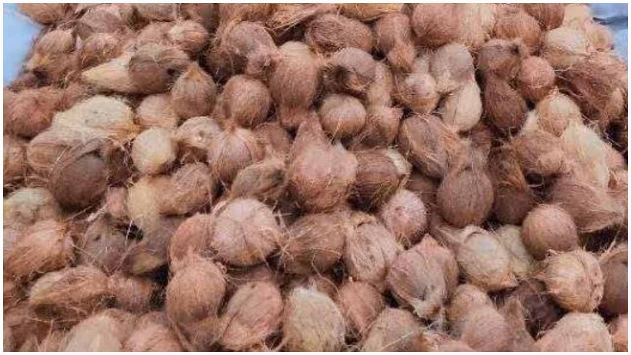 coconut theft in Kozhikode coconut theft in Kozhikode