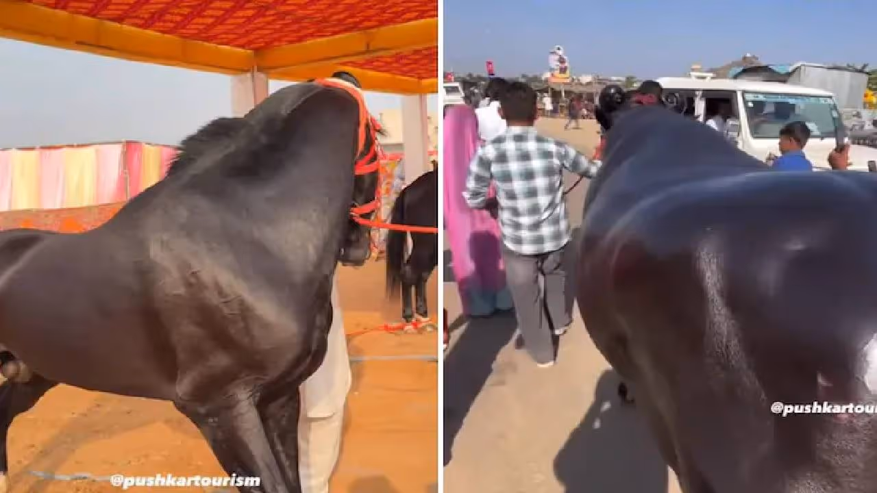 Pushkar fair Pushkar fair