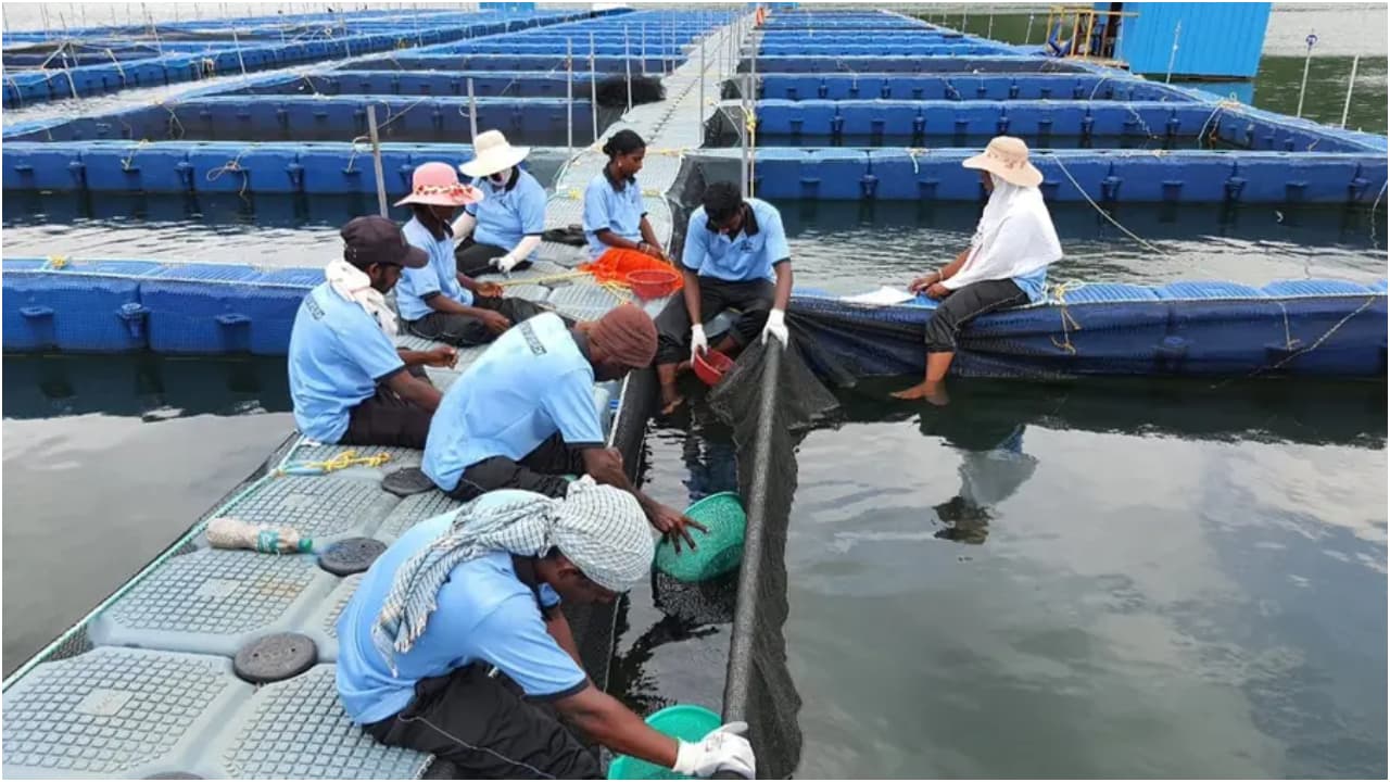 fish farming fish farming