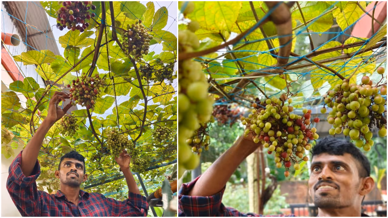 Cambodian Grape Cambodian Grape