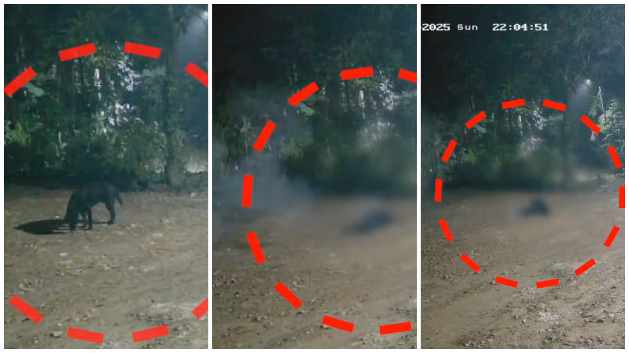 firecracker pet dog firecracker pet dog