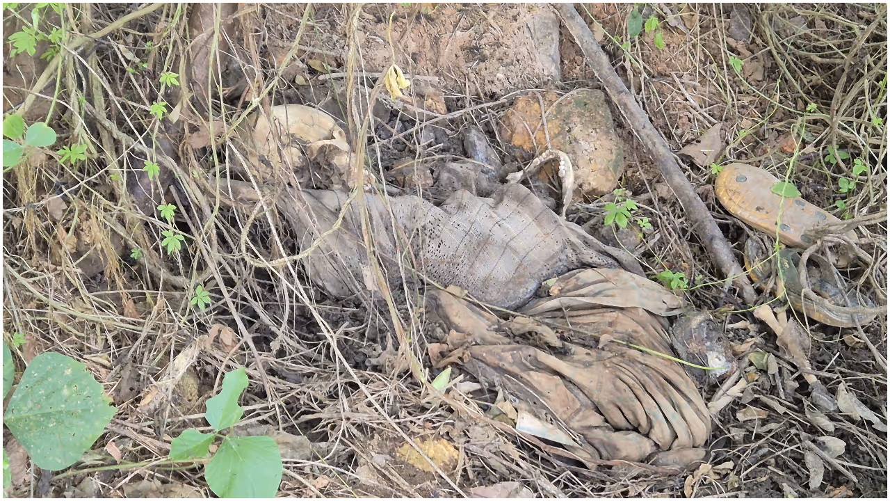 Human Skeletal Human Skeletal