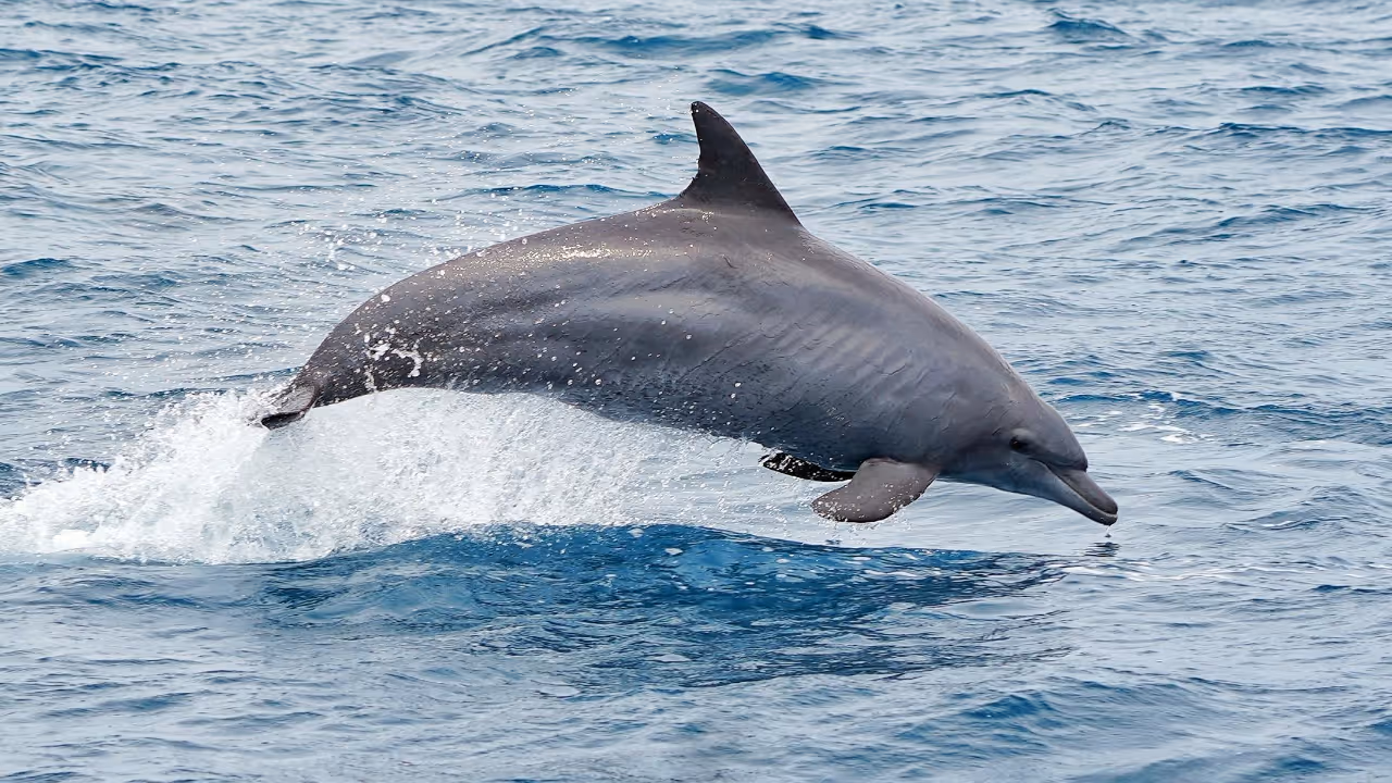 CMFRI marine mammal research CMFRI marine mammal research