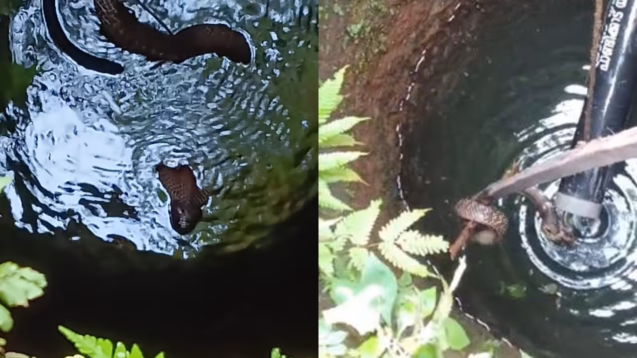 Cobra rescued from well in pandikkad