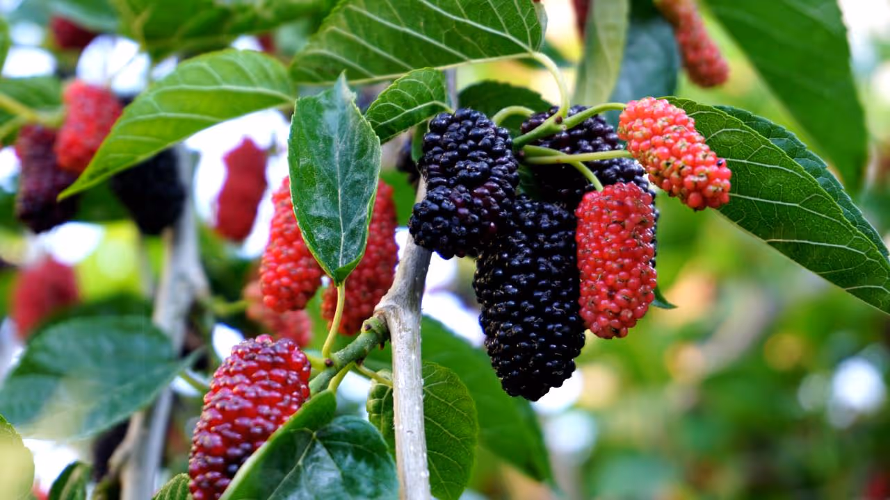 Mulberries