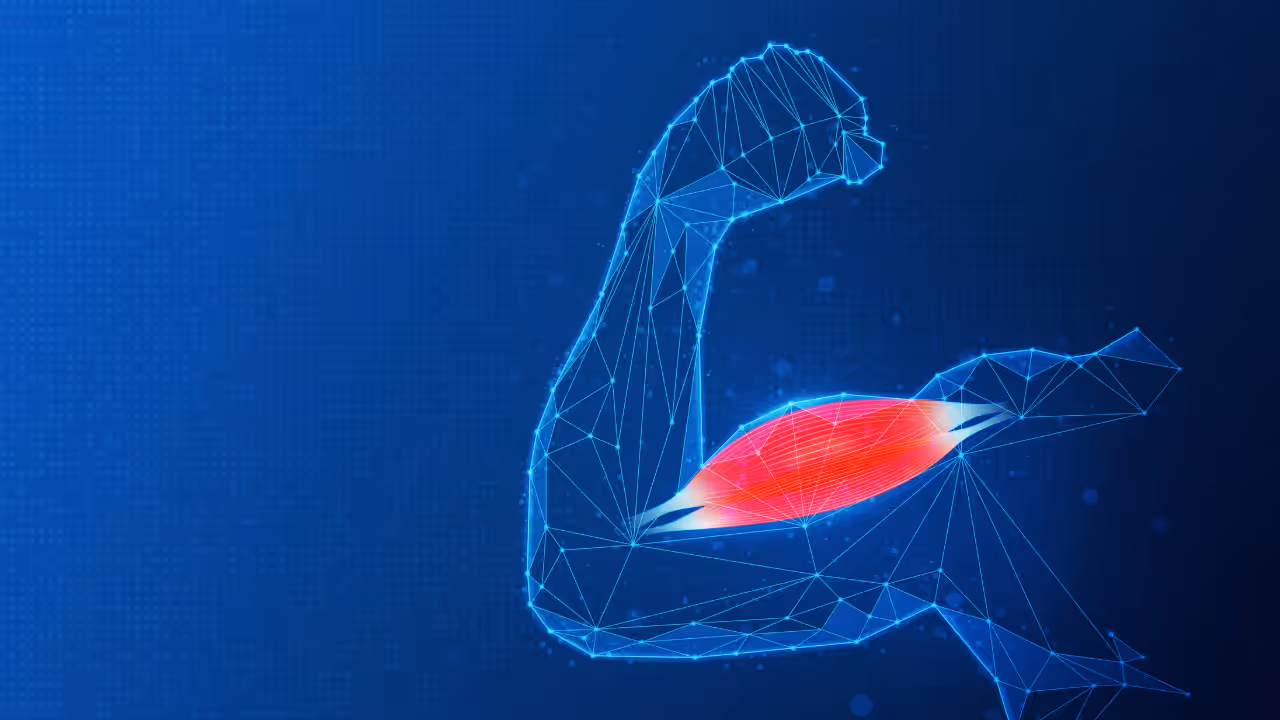 Muscle repair Muscle repair