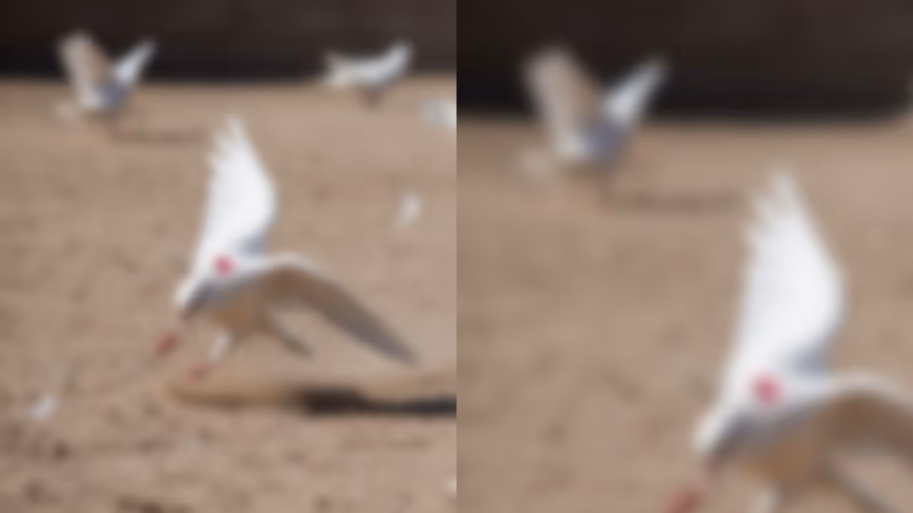 pigeon killed in malappuram pigeon killed in malappuram