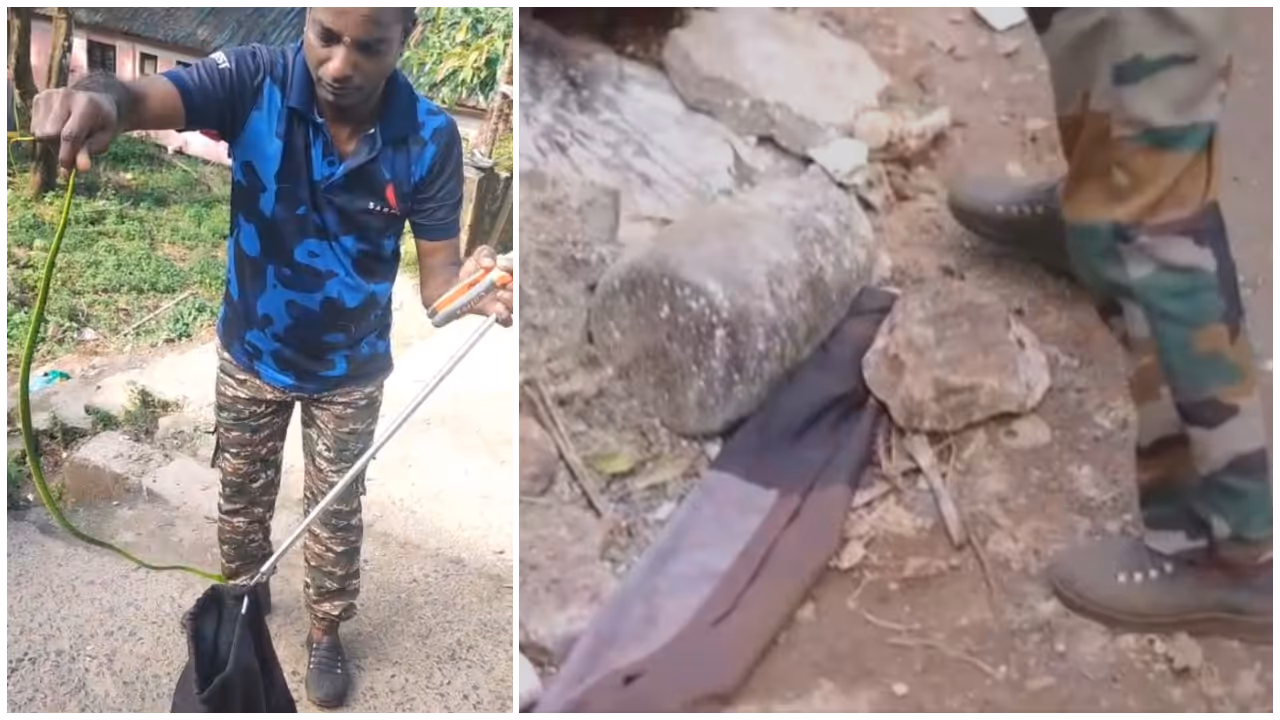 snake sabarimala snake sabarimala