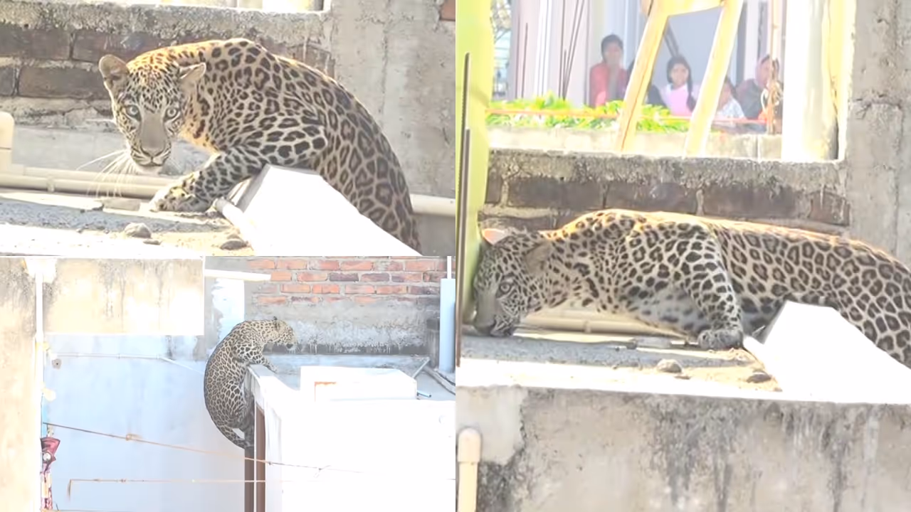Leopard attack Leopard attack