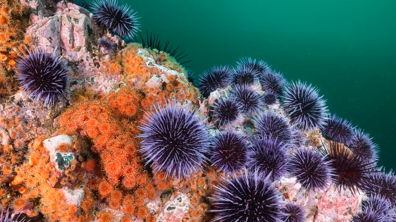 Sea Urchins Sea Urchins
