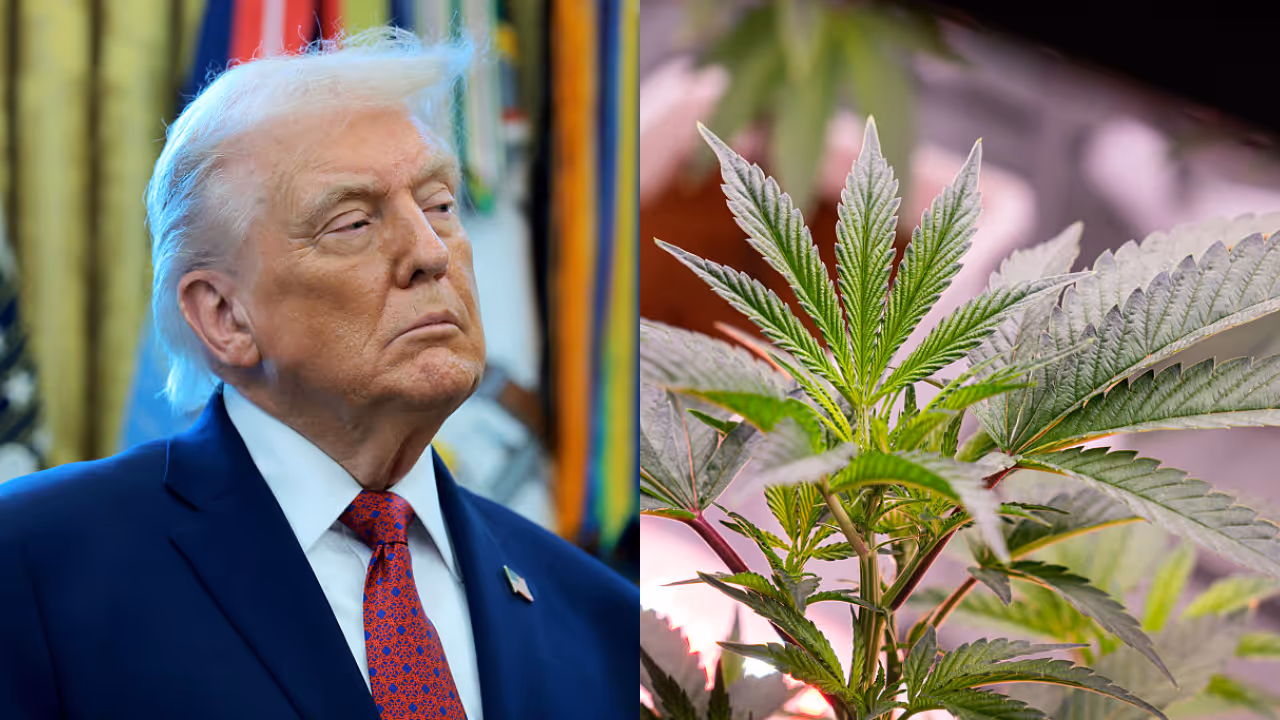 Donald Trump Donald Trump