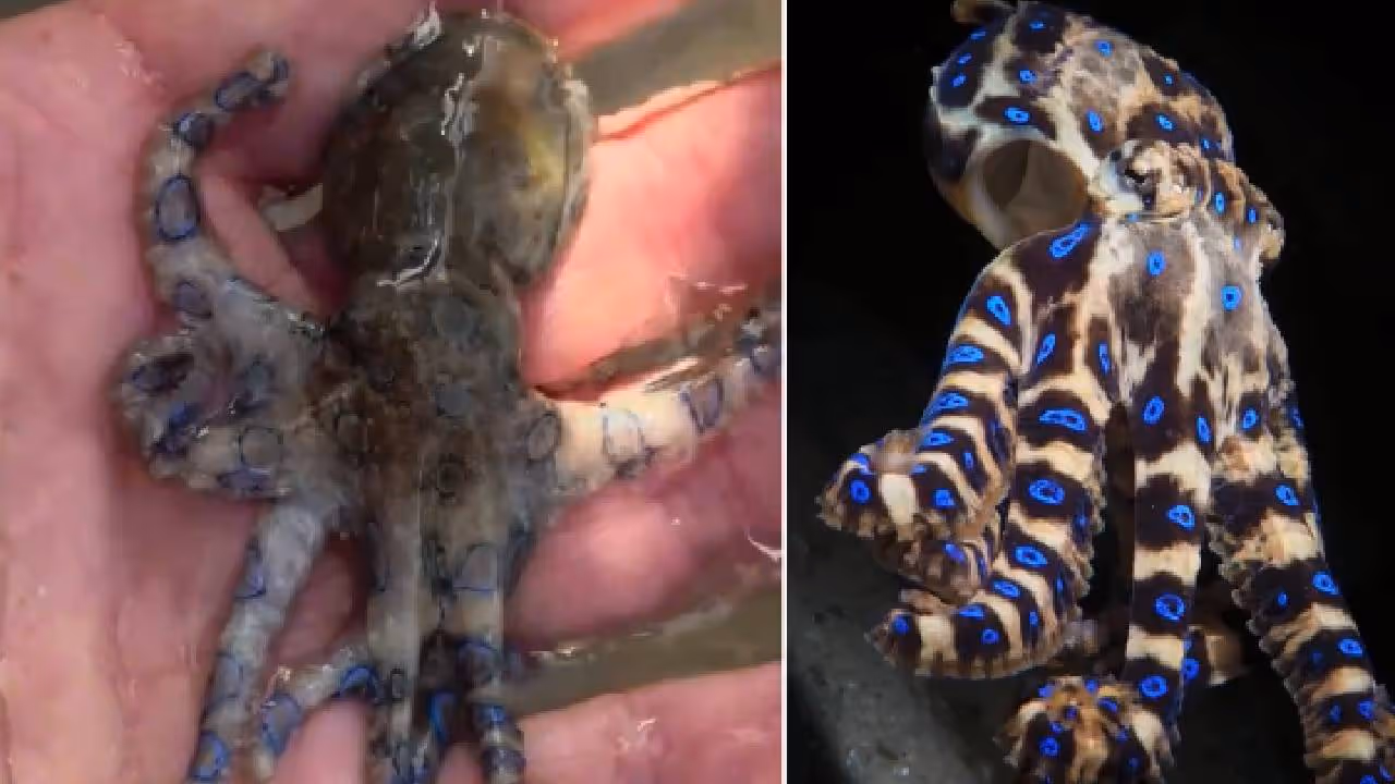 British tourist handling world’s deadliest octopus British tourist handling world’s deadliest octopus