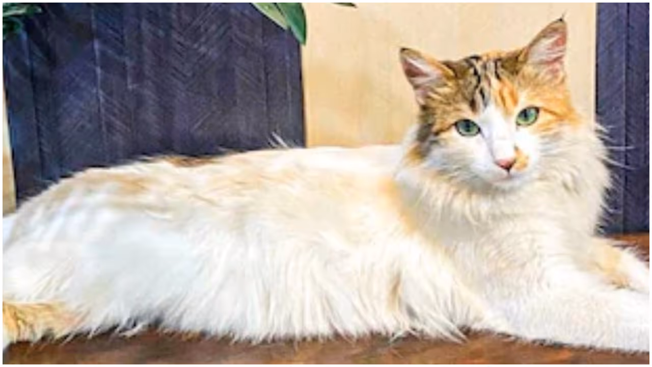 cat missing cat missing