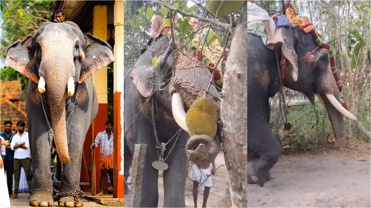 elephant snatch jackfruit during procession elephant snatch jackfruit during procession