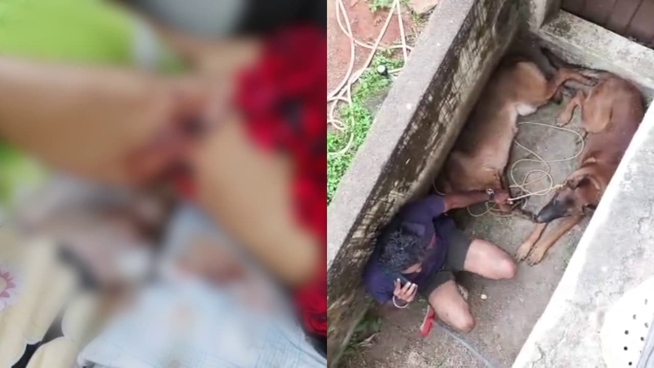 Pet dog attack Pet dog attack