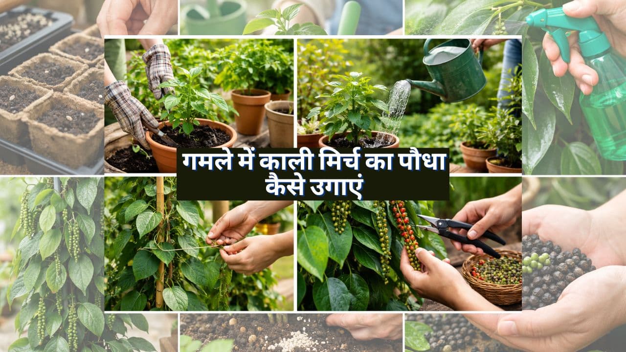 black pepper planting Tips black pepper planting Tips