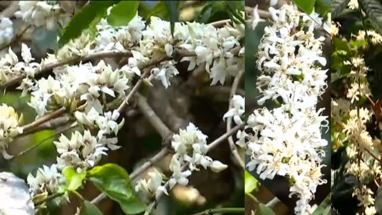 Chikkamagaluru Coffee flower Chikkamagaluru Coffee flower