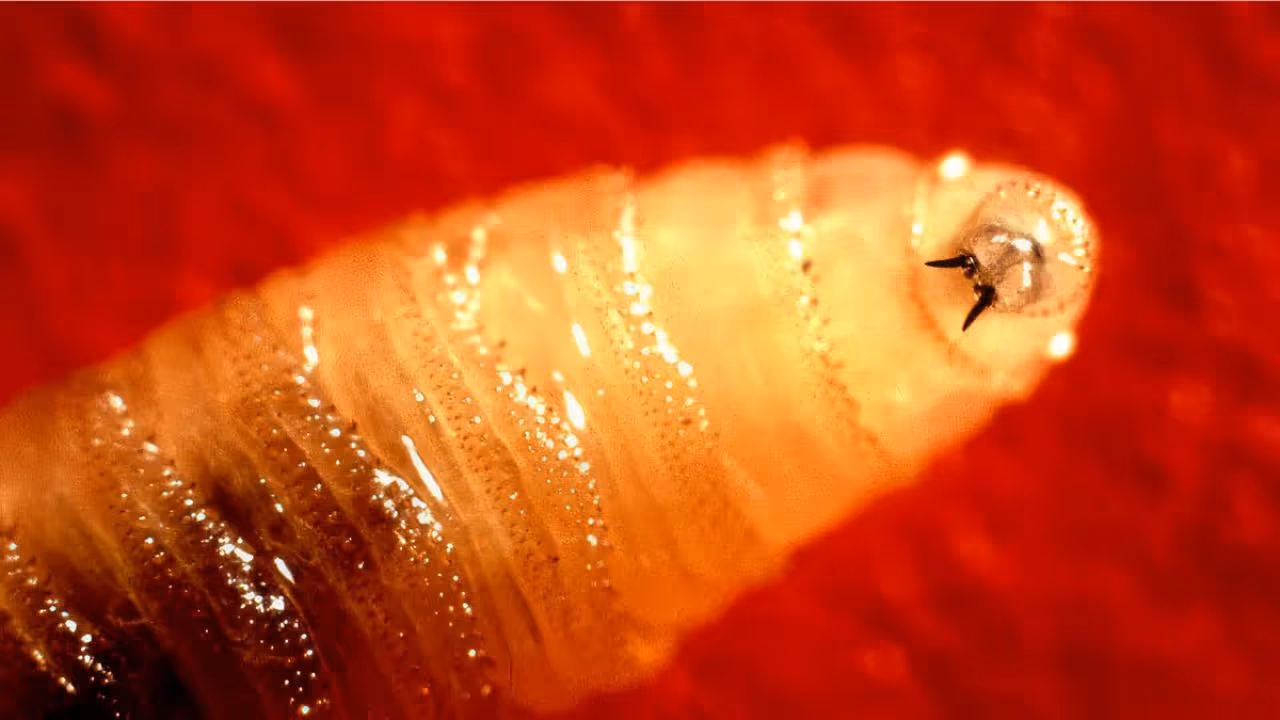 Sneee worm in women nose Sneee worm in women nose