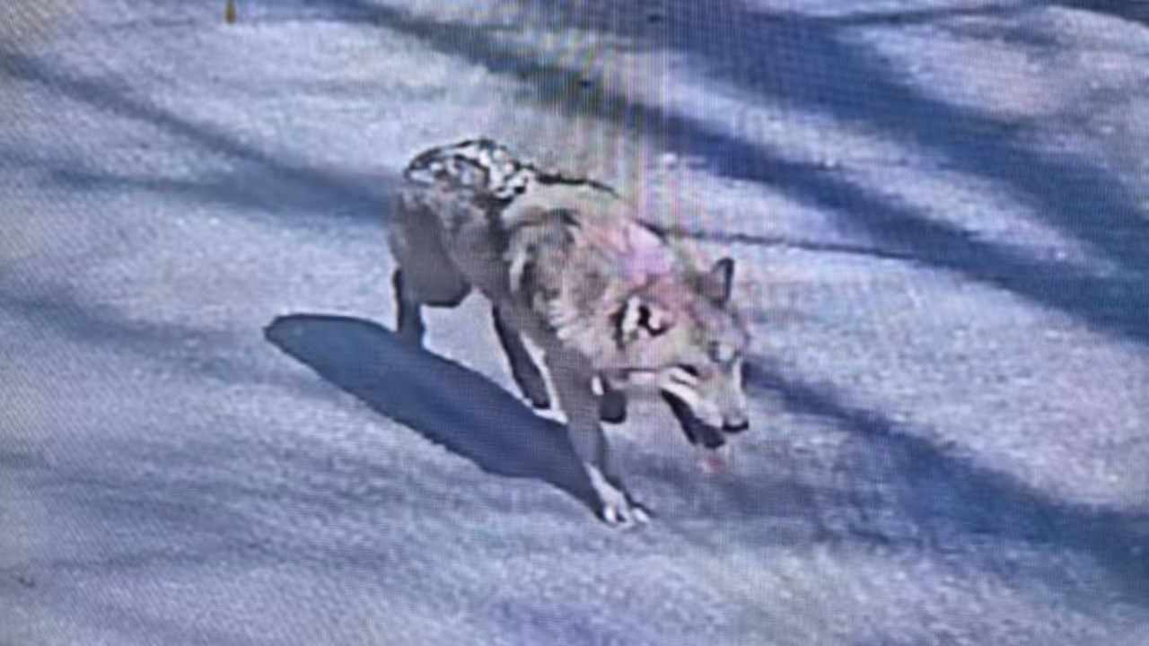 run away wolf run away wolf