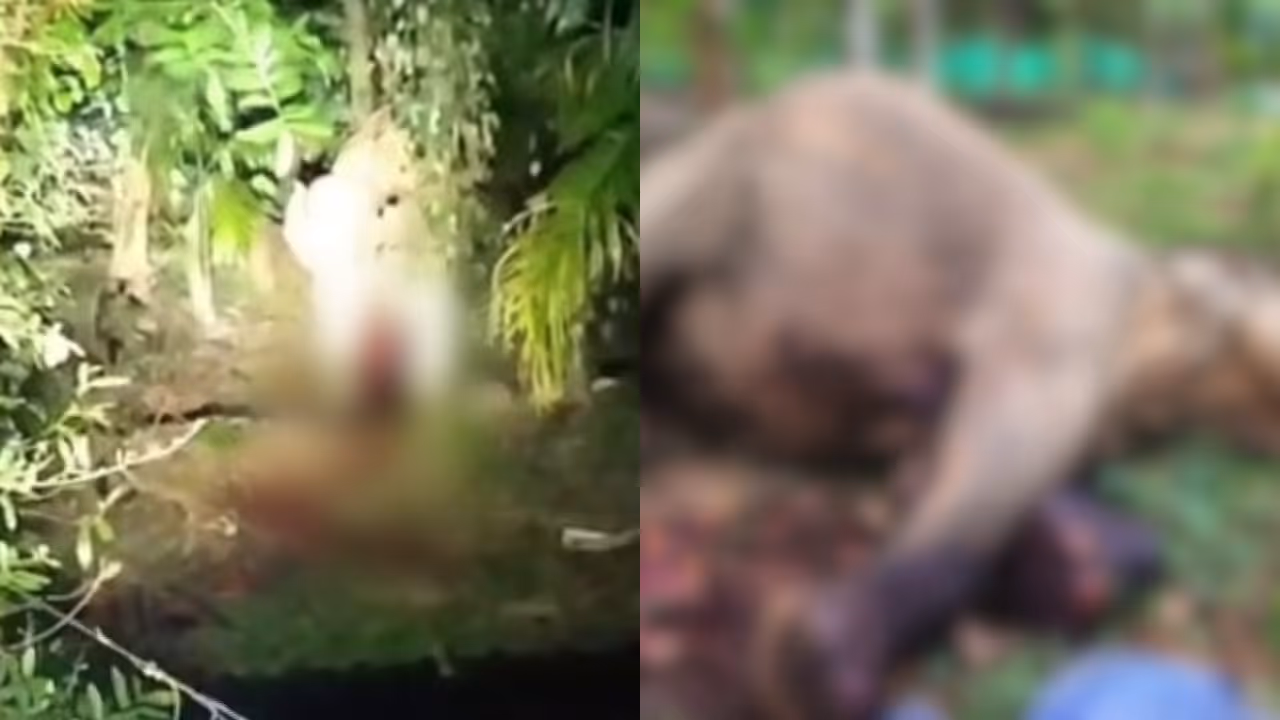 wild elephant wild elephant