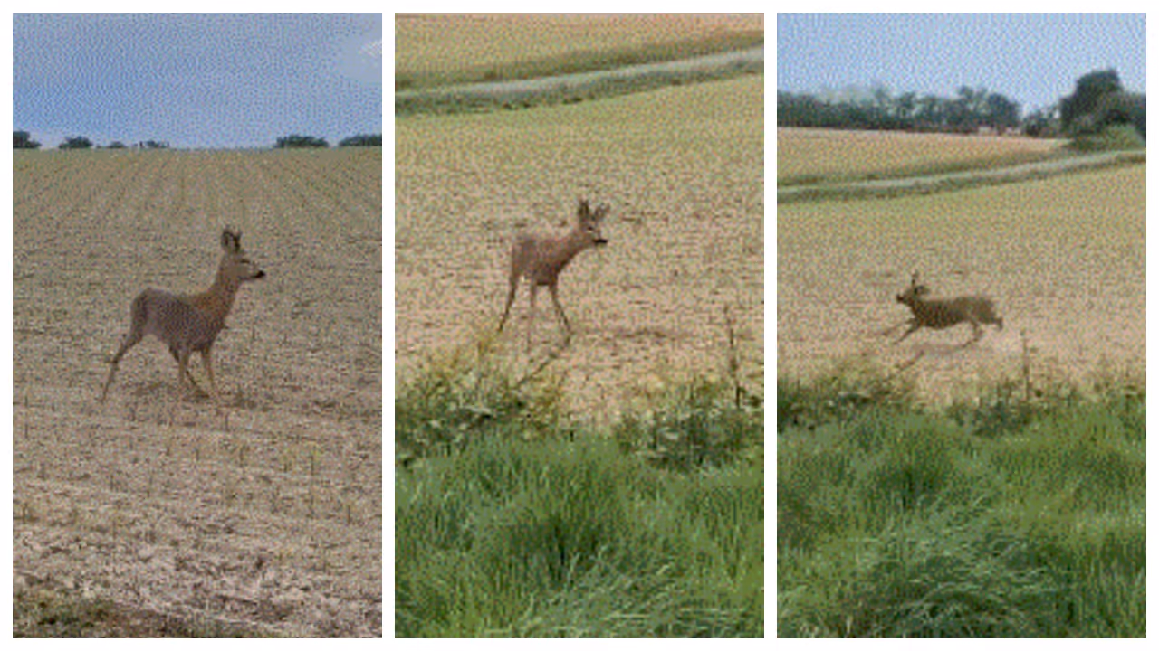 drunk deer drunk deer