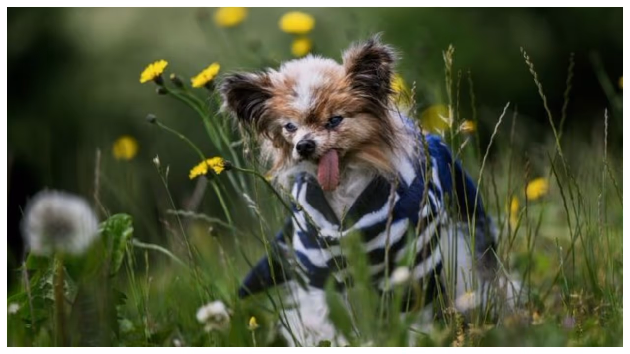 Worlds oldest dog Lazare Worlds oldest dog Lazare