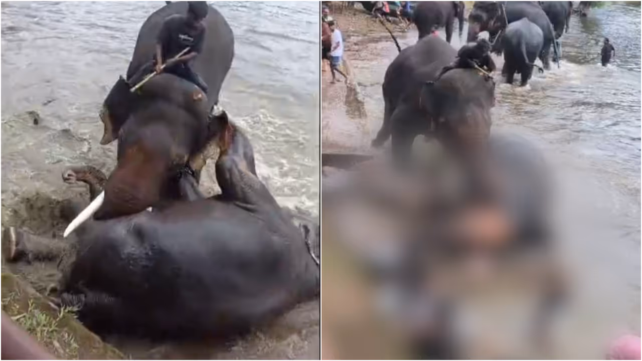 elephant attack elephant attack