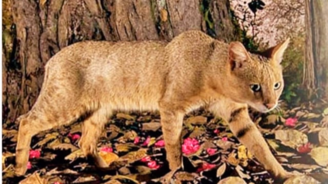 wild cat punalur wild cat punalur