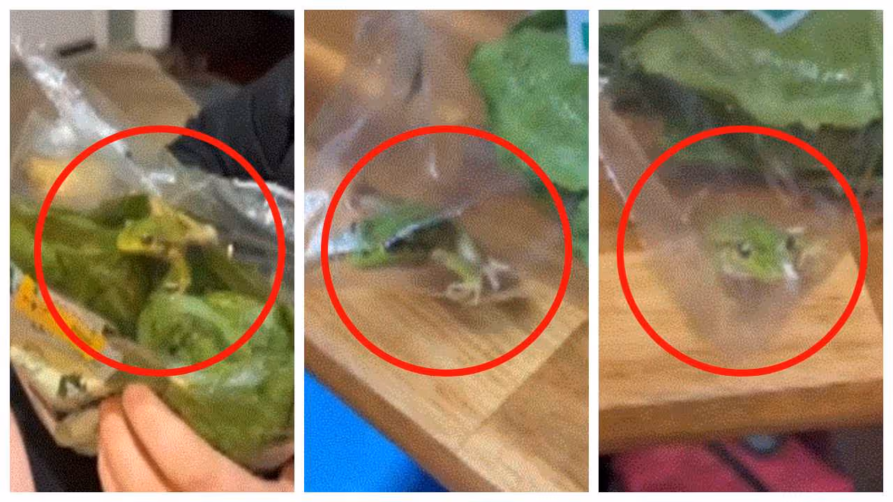frog in a lettuce frog in a lettuce
