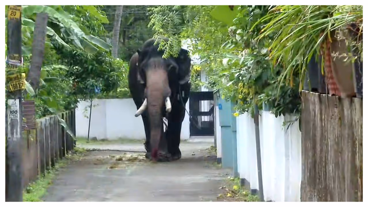 elephant control elephant control