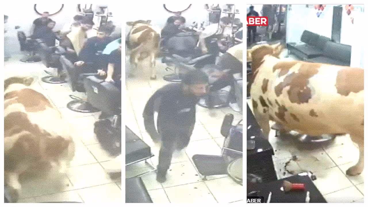 Bull at barber shop Bull at barber shop