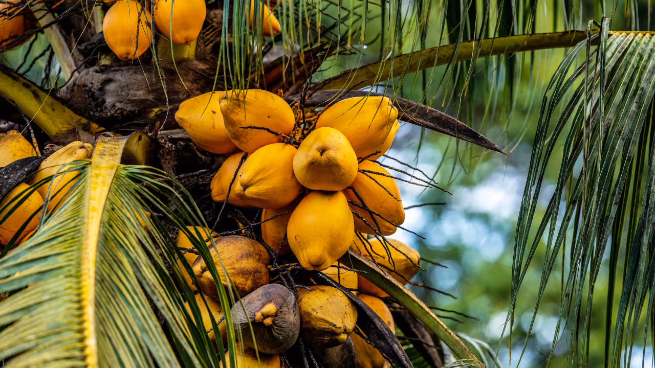 Coconut Coconut