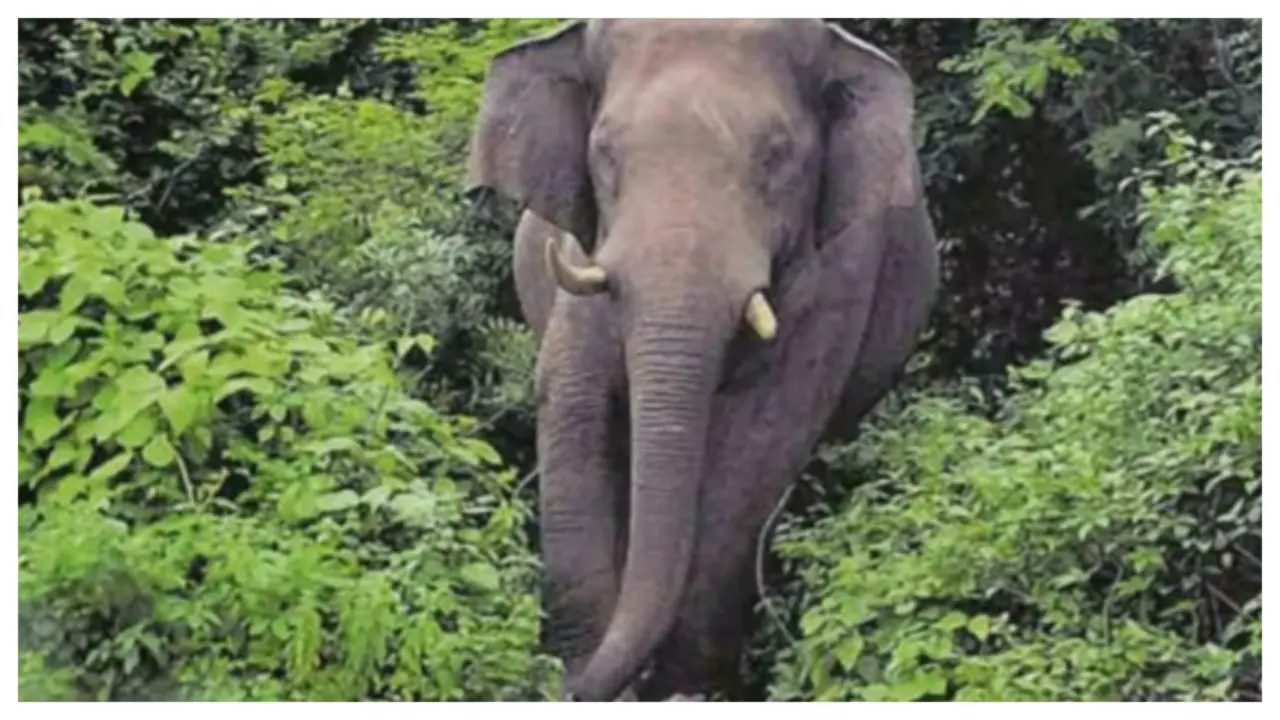 elephant attack elephant attack
