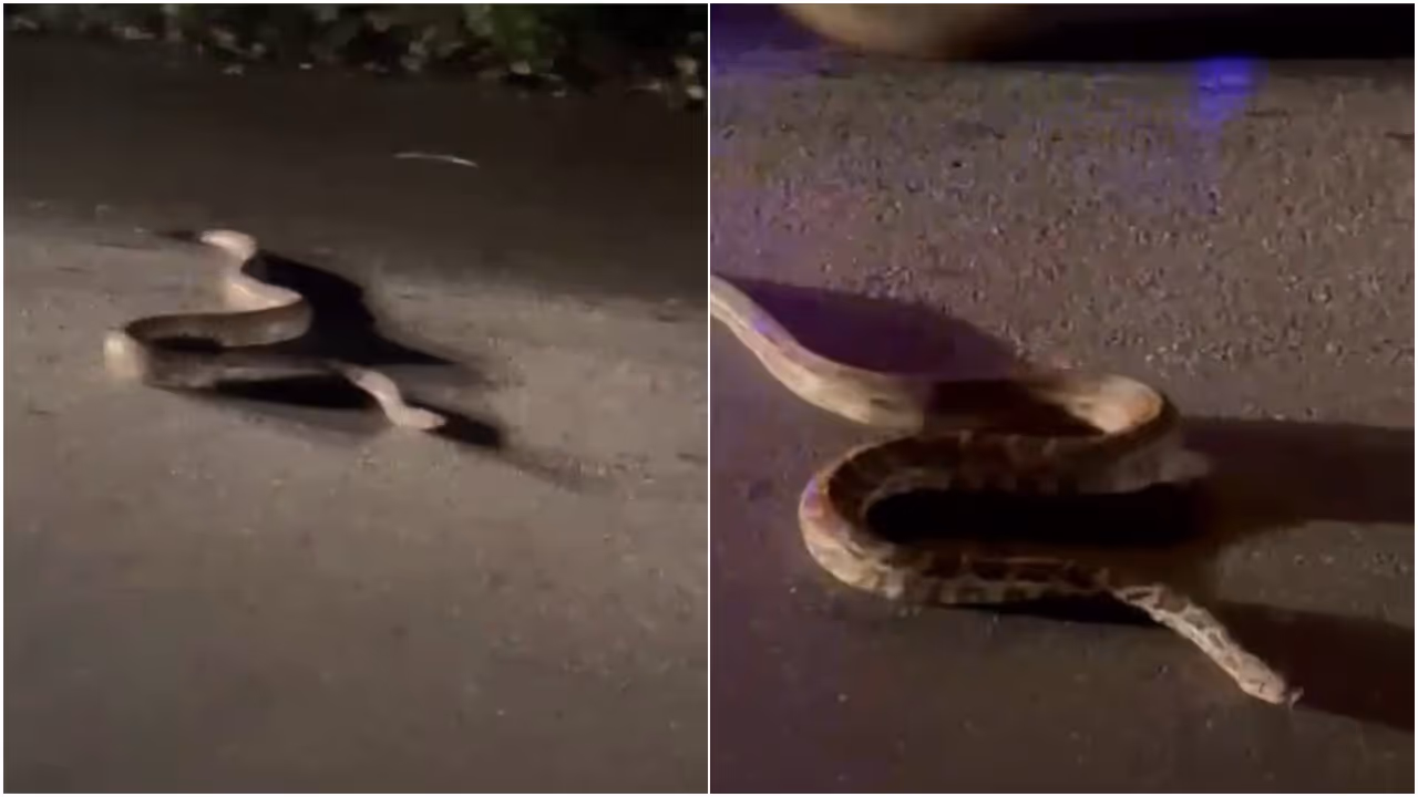 python at Thamarassery churam python at Thamarassery churam