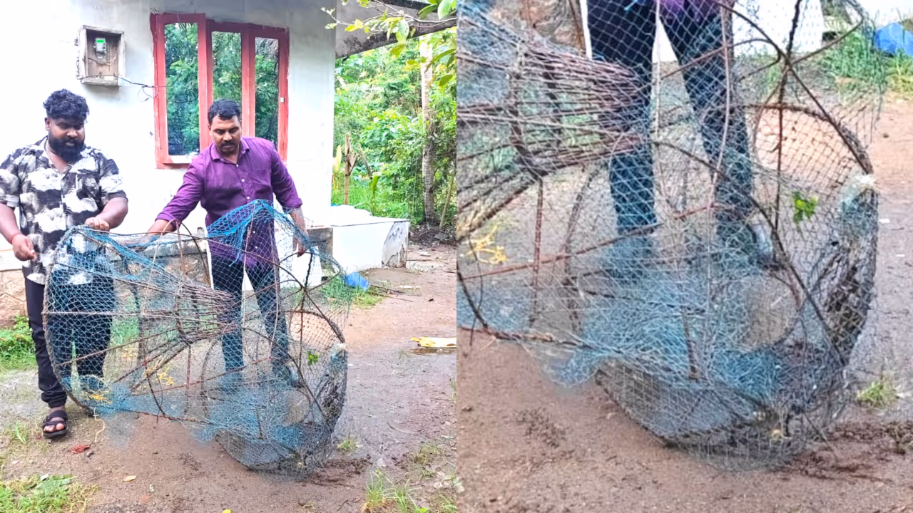 freshwater fish catching during breeding season freshwater fish catching during breeding season